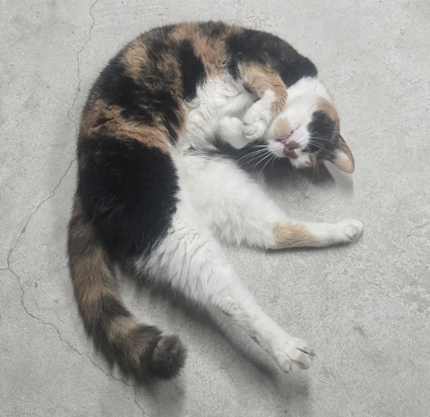 Enlarge Winnie, a Adoptable Domestic Short Hair in Saylorsburg, PA image 3/5