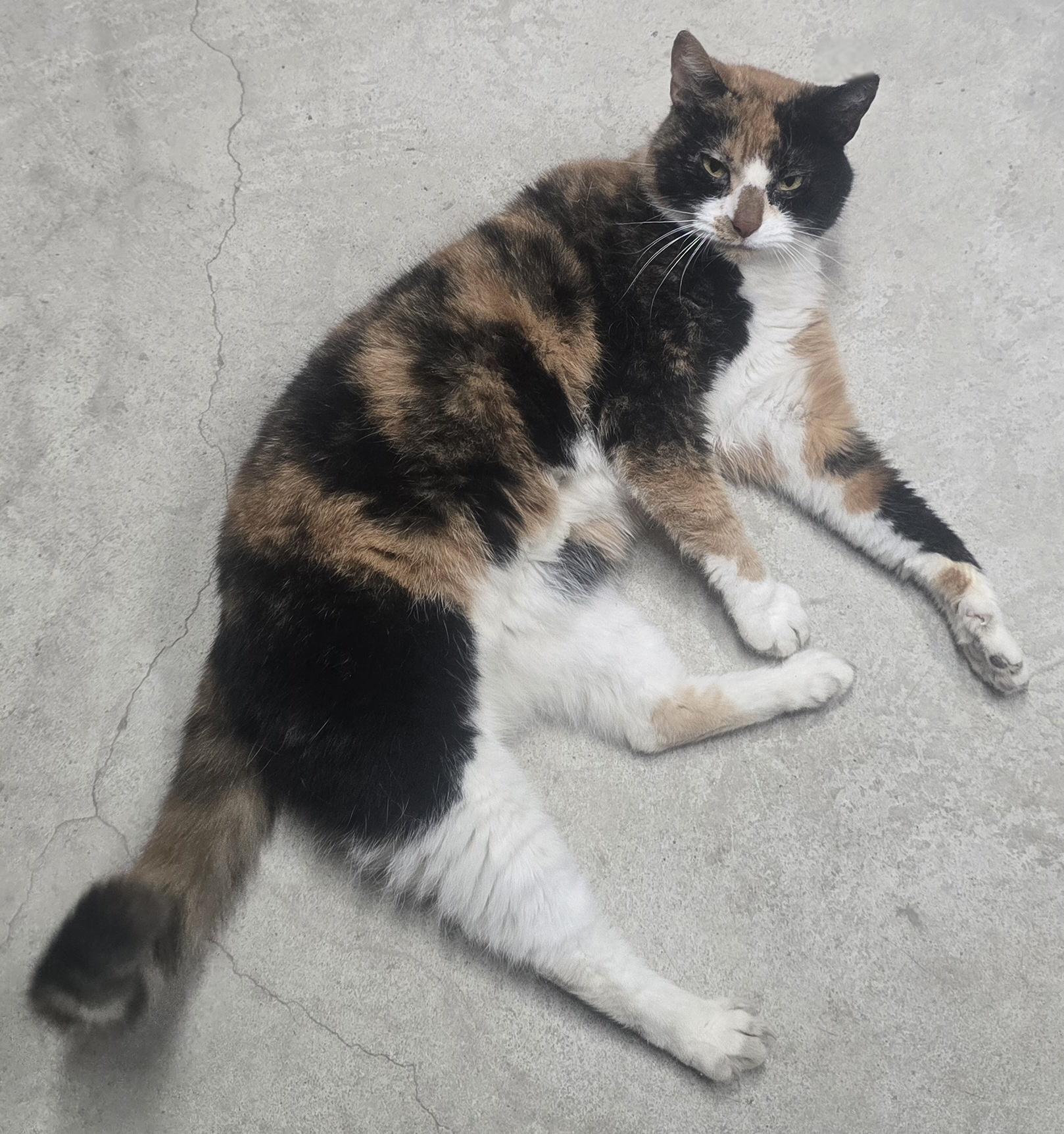 Enlarge Winnie, a Adoptable Domestic Short Hair in Saylorsburg, PA image 4/5