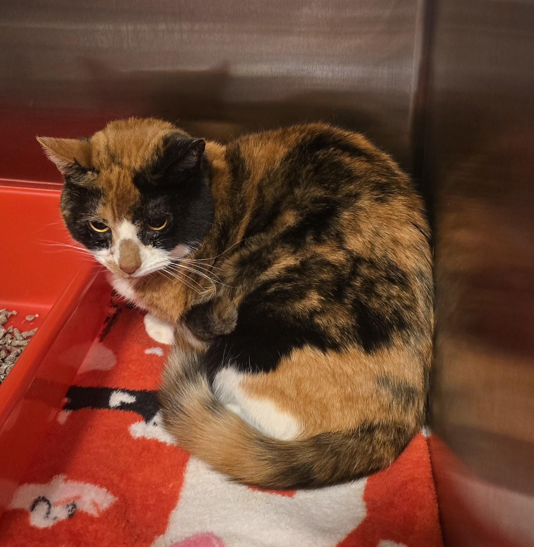 Enlarge Winnie, a Adoptable Domestic Short Hair in Saylorsburg, PA image 5/5