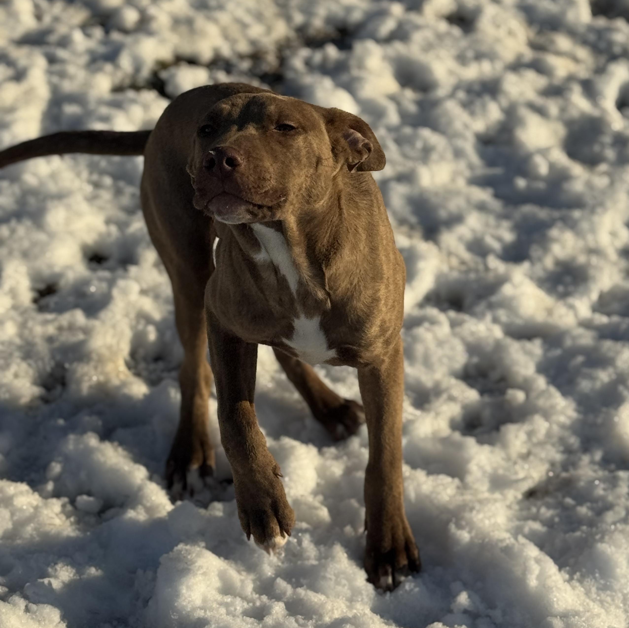 Enlarge Mojito, a ADOPTABLE mixed breed in Indianapolis, IN image 4/4