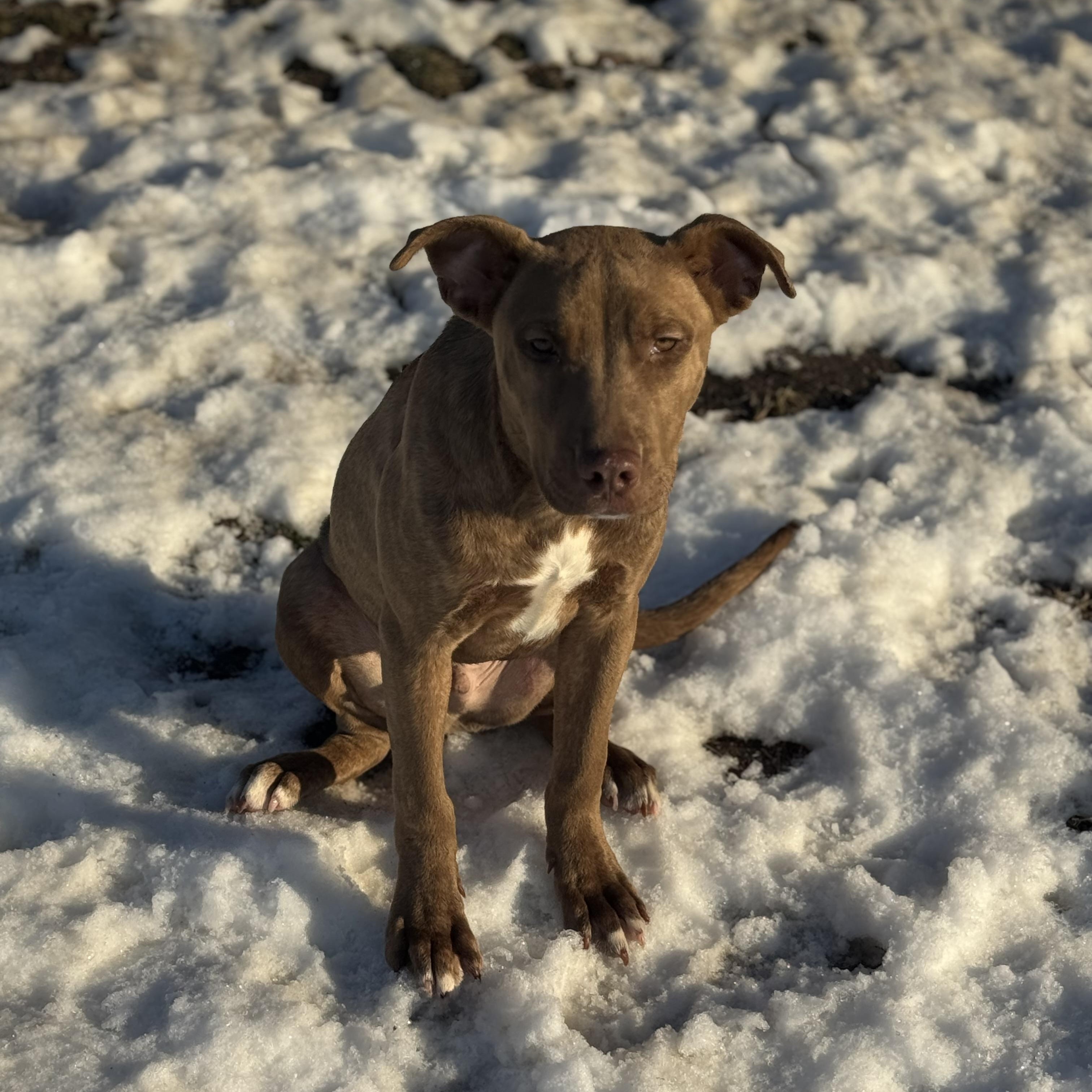 Enlarge Mojito, a ADOPTABLE mixed breed in Indianapolis, IN image 3/4