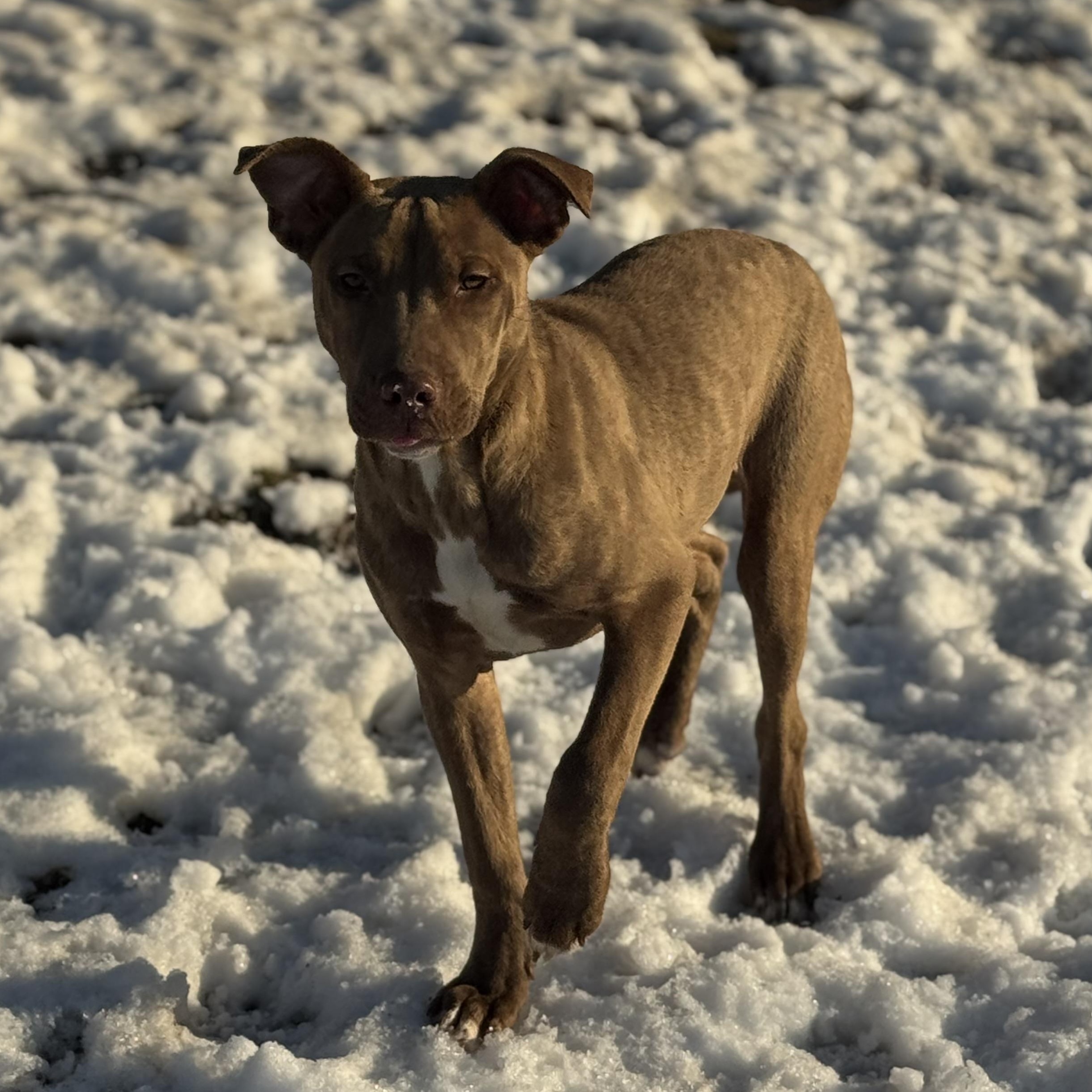 Enlarge Mojito, a ADOPTABLE mixed breed in Indianapolis, IN image 2/4