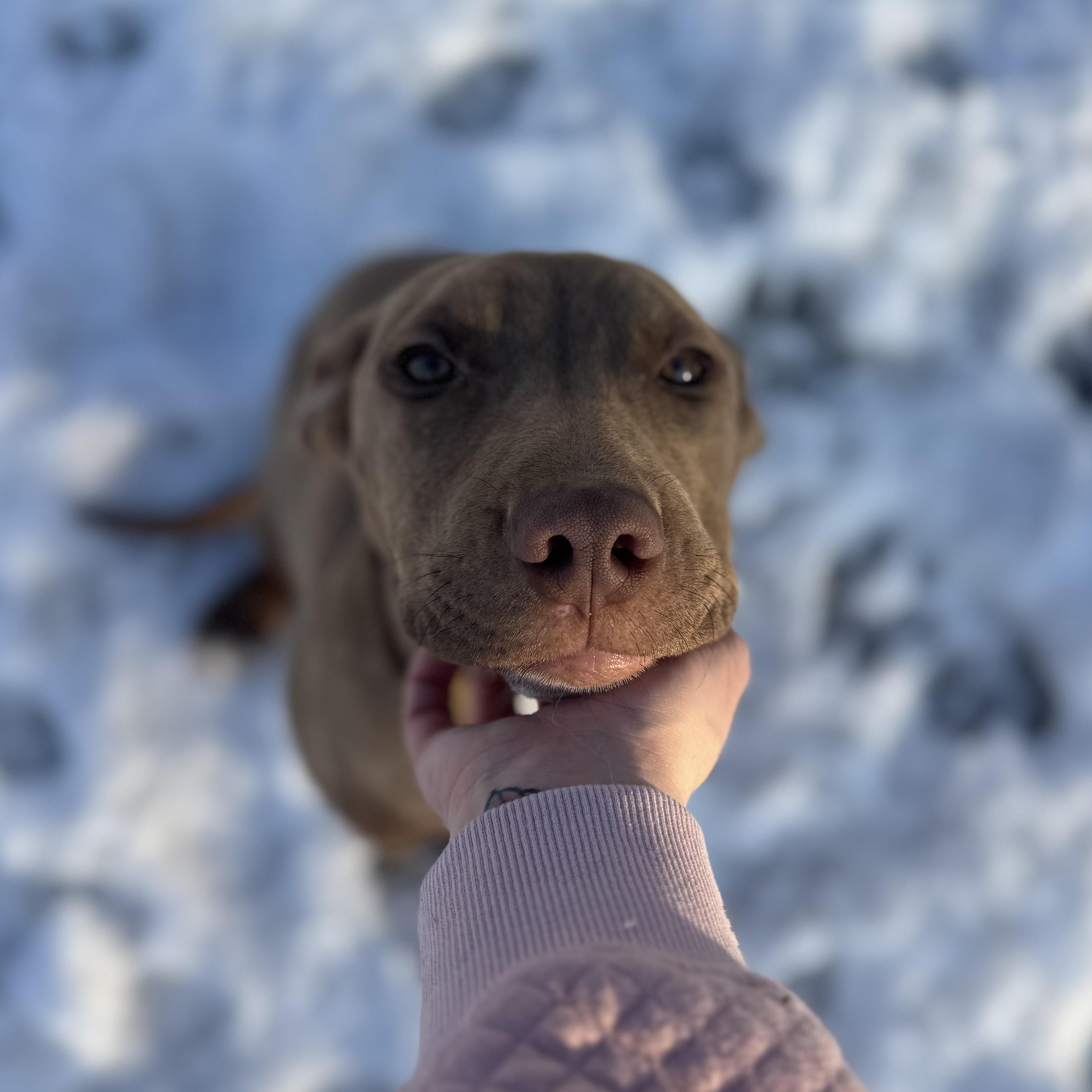 Mojito, ADOPTABLE, Young Male American Bully.