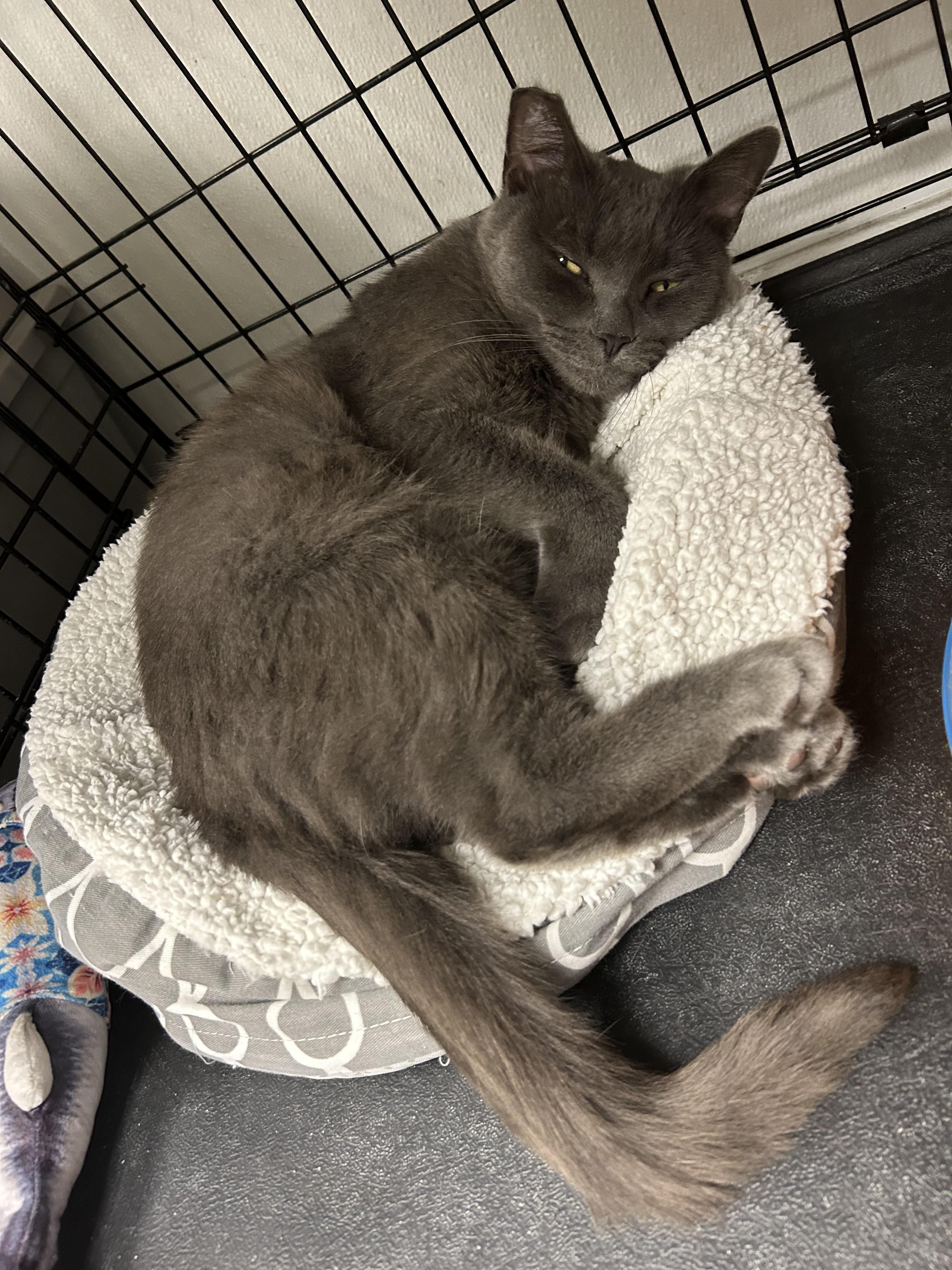 Aubrey, a ADOPTABLE Domestic Short Hair in Cape May, NJ image 3/3