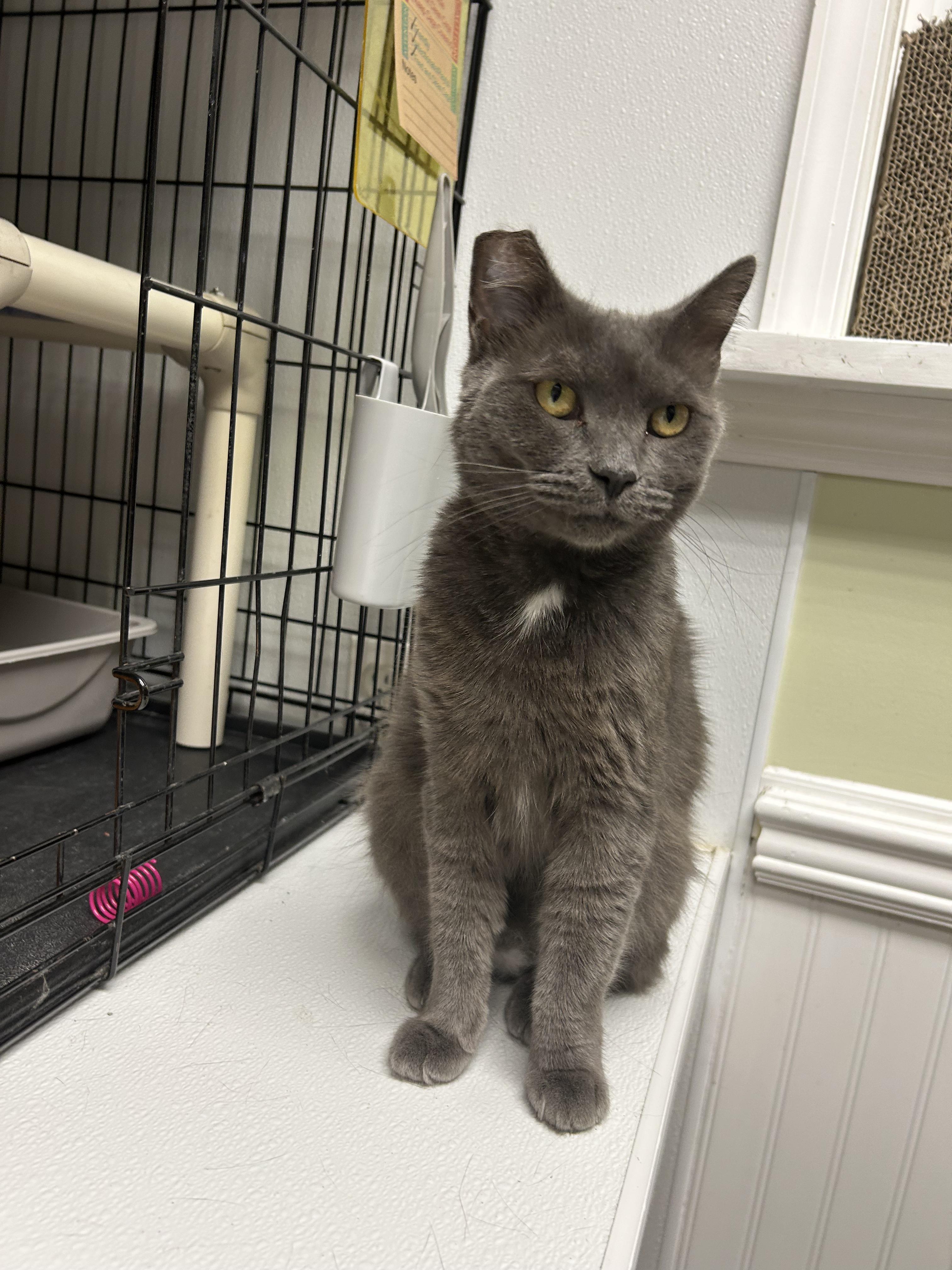 Aubrey, a ADOPTABLE Domestic Short Hair in Cape May, NJ image 1/3
