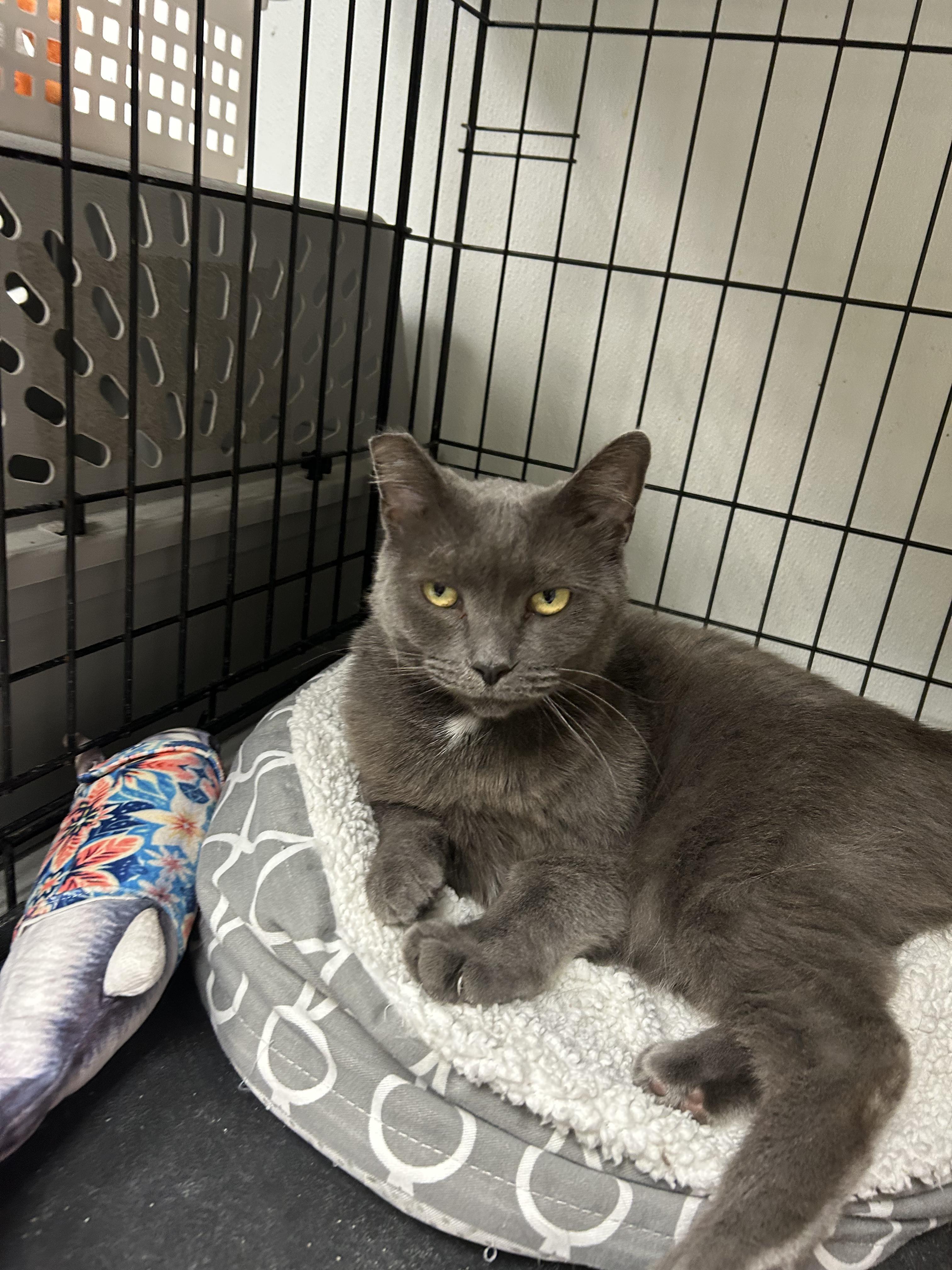 Aubrey, a ADOPTABLE Domestic Short Hair in Cape May, NJ image 2/3