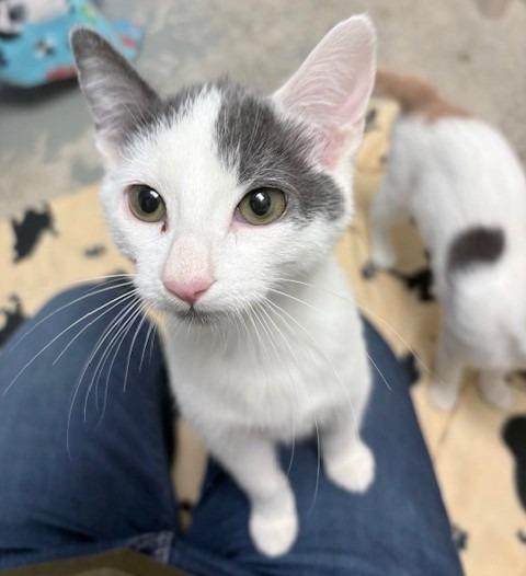 Clark, Adoptable, Kitten Male Domestic Short Hair.