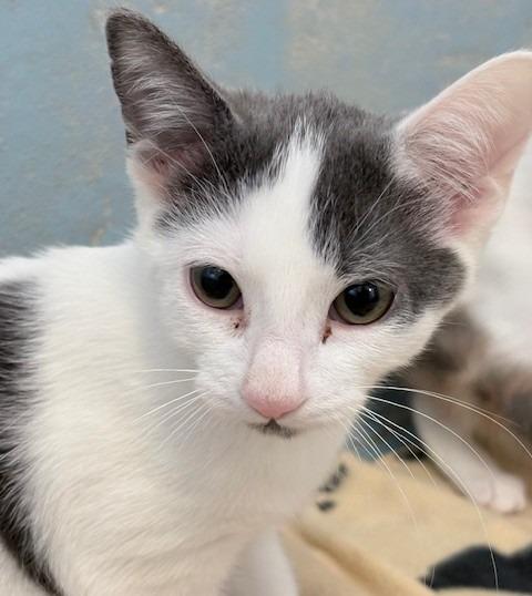 Enlarge Clark, a Adoptable mixed breed in Ogdensburg, NY image 2/2