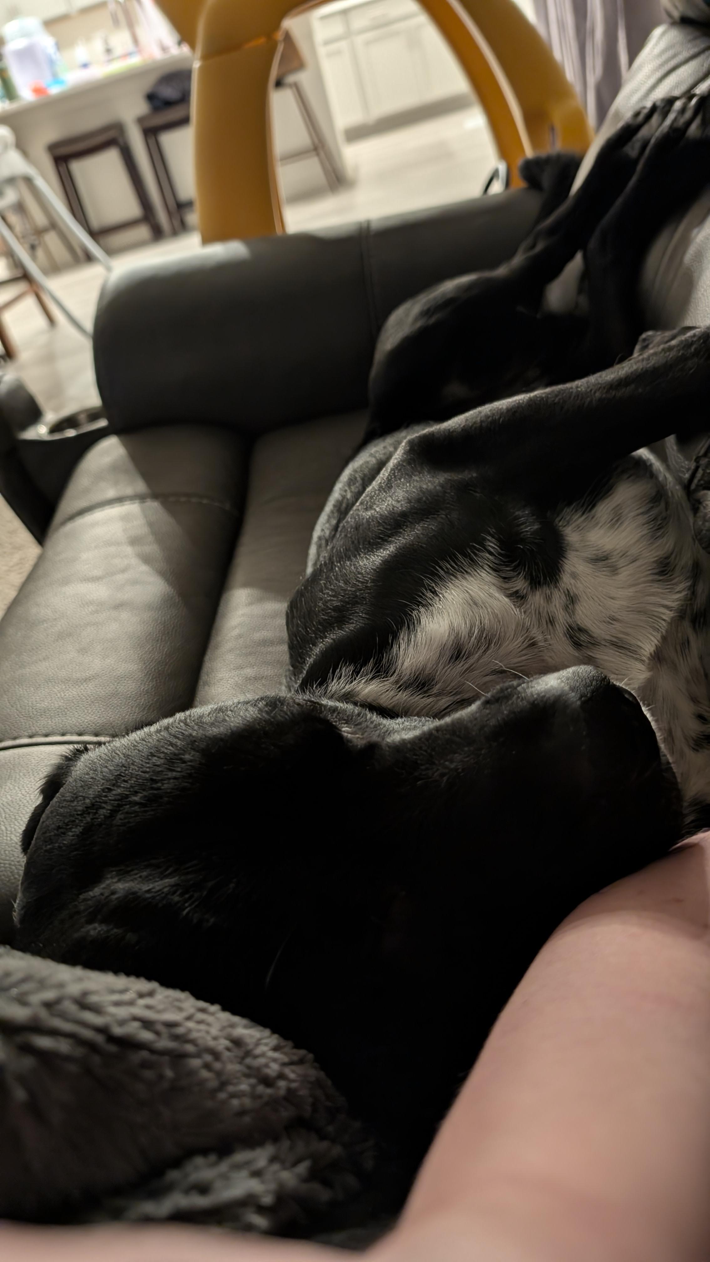 Casteel, Adoptable, Adult Male Border Collie.