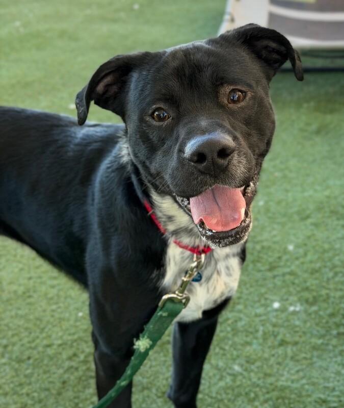 Enlarge Casteel, a Adoptable Border Collie in Fruit Heights, UT image 2/4
