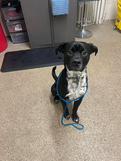 Enlarge Casteel, a Adoptable Border Collie in Fruit Heights, UT image 3/4