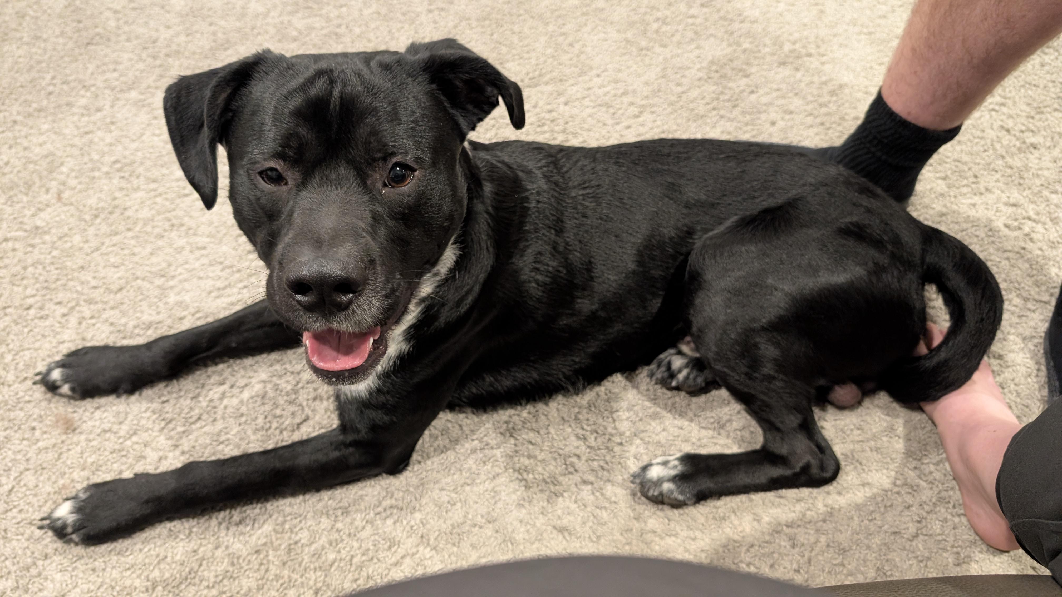 Enlarge Casteel, a Adoptable Border Collie in Fruit Heights, UT image 4/4