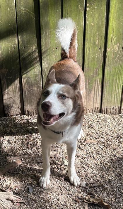 Wiley, Adoptable, Young Male Siberian Husky & Mixed Breed.