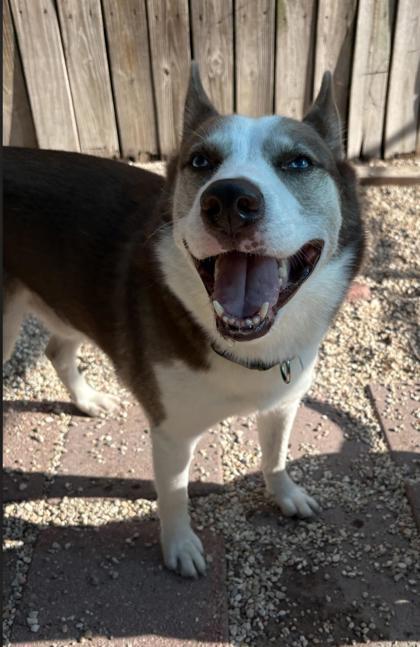 Enlarge Wiley, a Adoptable mixed breed in New Orleans, LA image 3/3