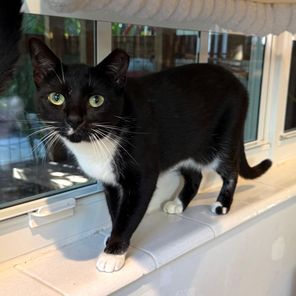 Hannah, Adoptable, Adult Female Domestic Short Hair.