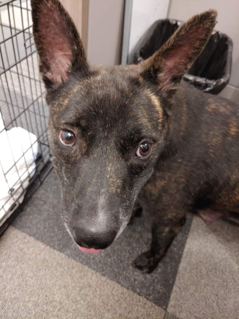 Enlarge Lily, a Adoptable mixed breed in Lubbock, TX image 1/1