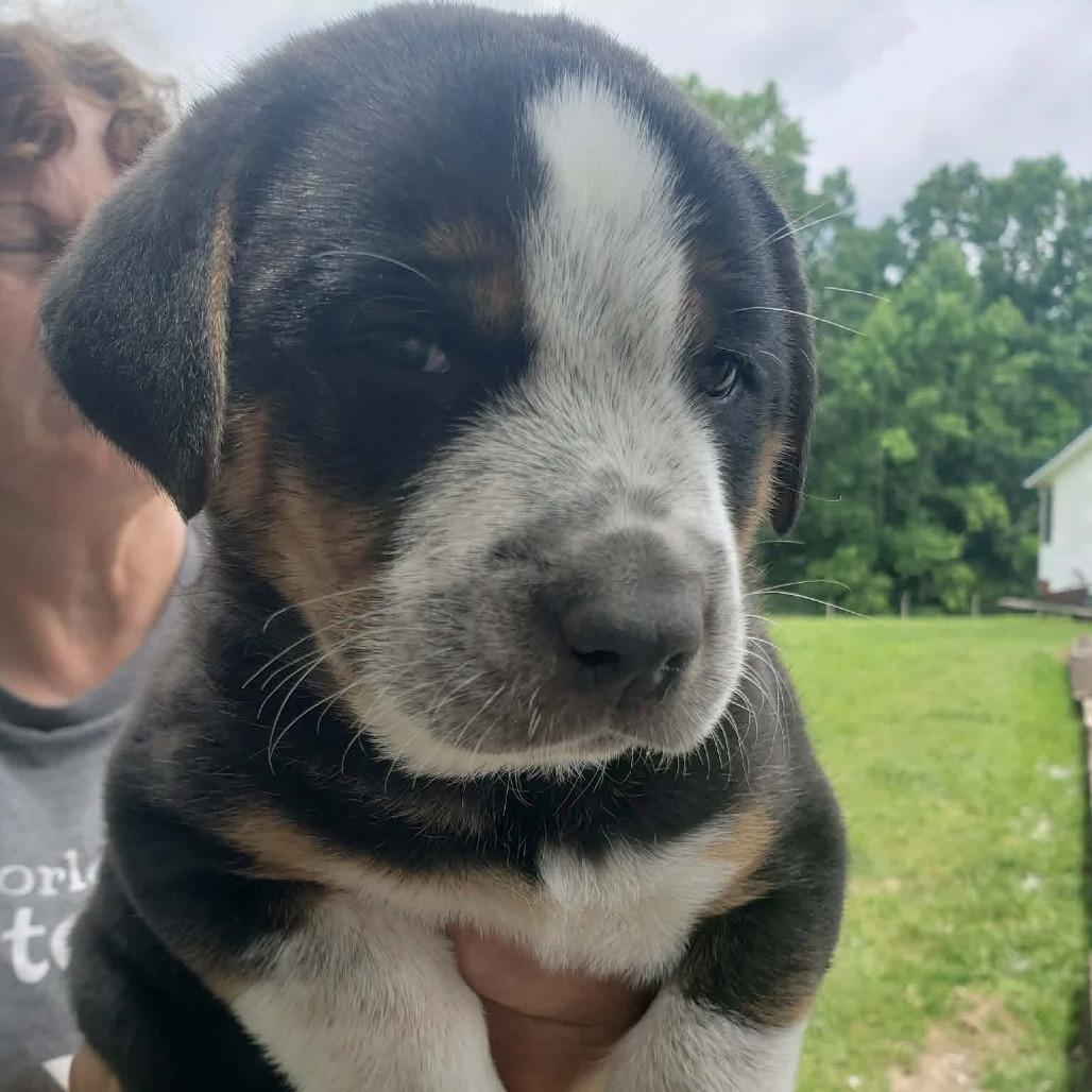 NY Lannette (Foster in Stormville NY), a Adoptable mixed breed in Eastford, CT image 1/3