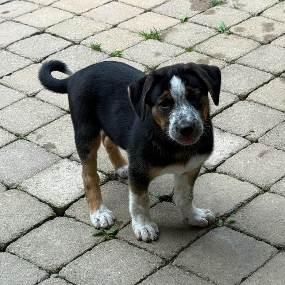 NY Lannette (Foster in Stormville NY), a Adoptable mixed breed in Eastford, CT image 2/3