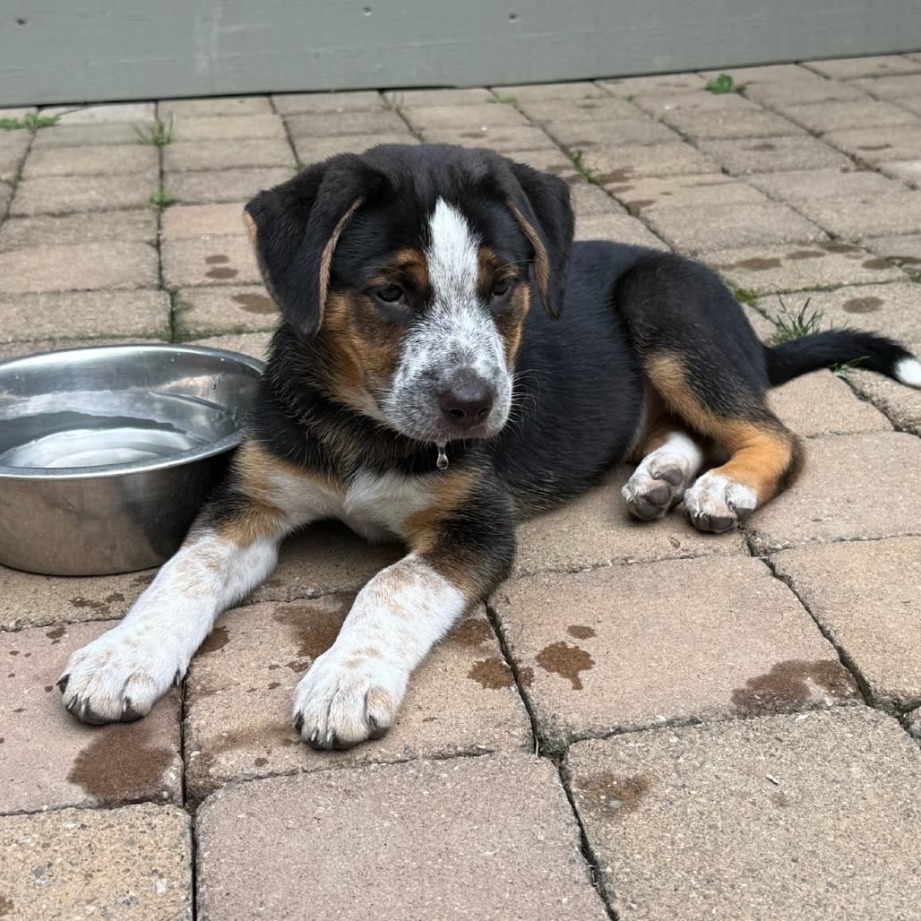 NY Lannette (Foster in Stormville NY), a Adoptable mixed breed in Eastford, CT image 3/3