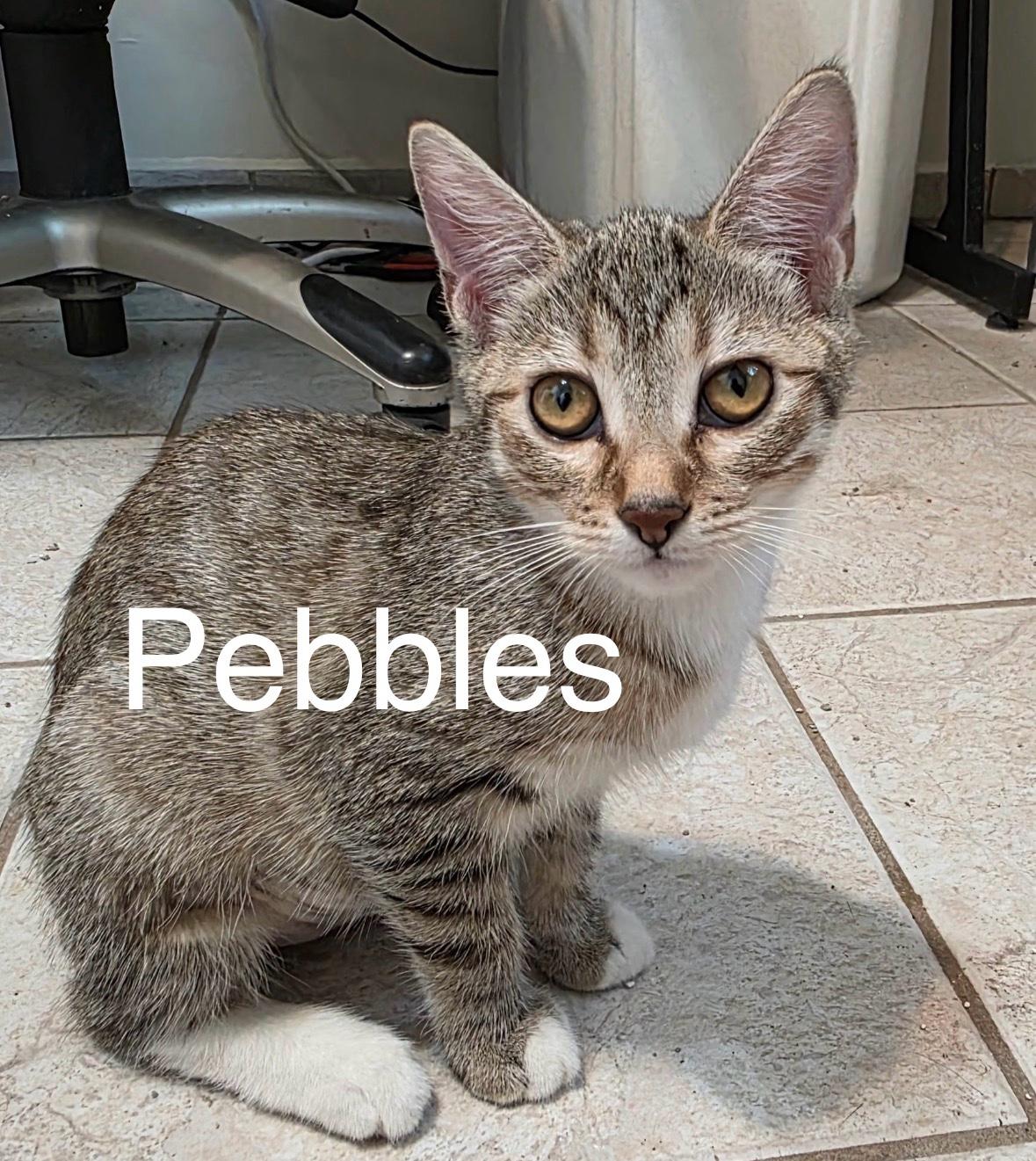 Pebbles, Adoptable, Young Female Tabby & Domestic Short Hair.
