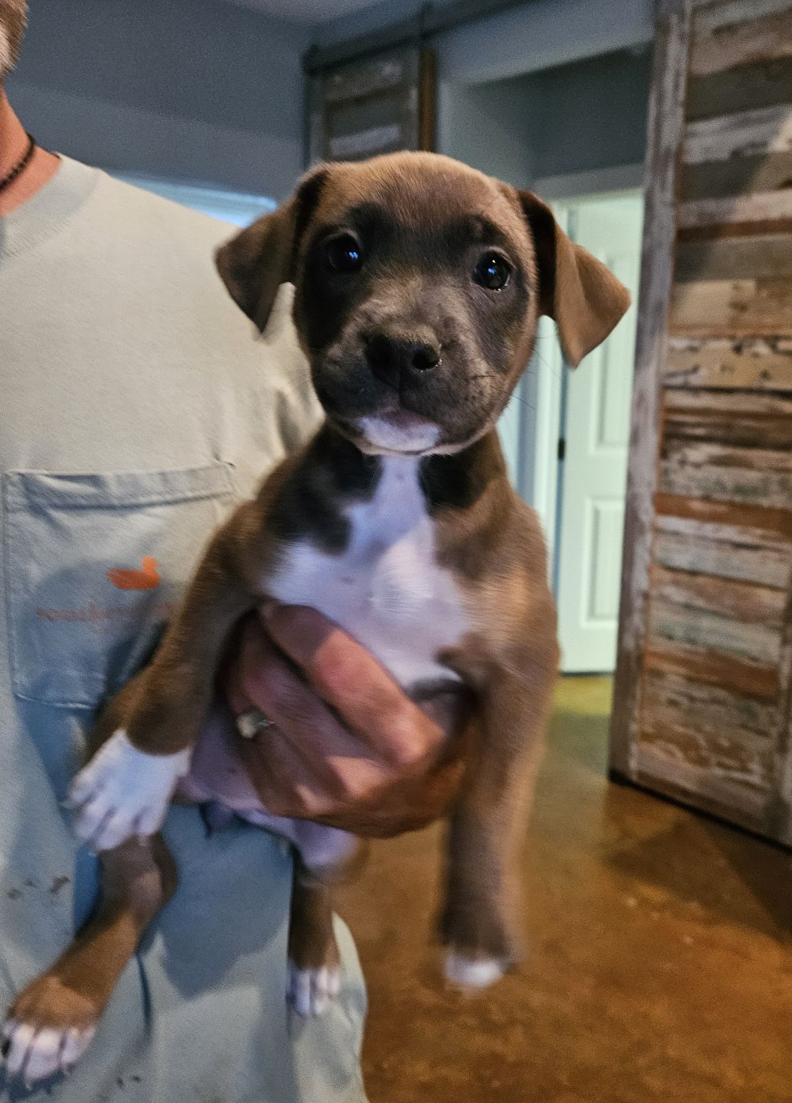 Dog for adoption Cinnamon, a Boxer & Australian Cattle Dog / Blue