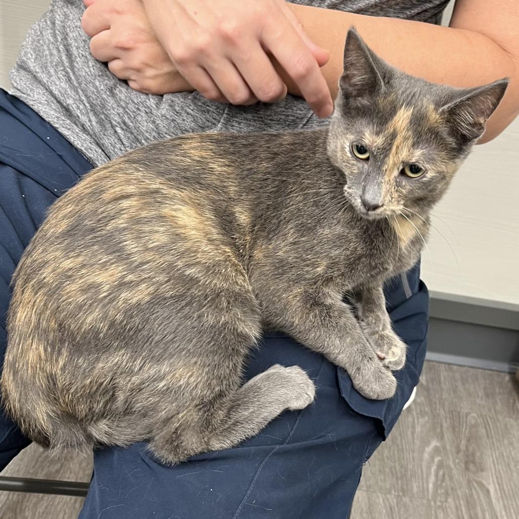 Enlarge Daisy, a Adoptable Domestic Short Hair in Traverse City, MI image 1/5