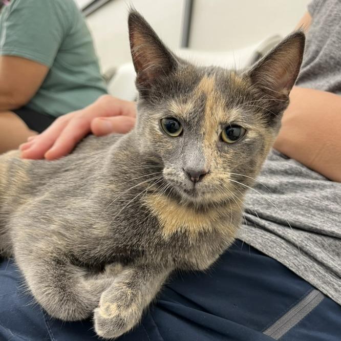 Enlarge Daisy, a Adoptable Domestic Short Hair in Traverse City, MI image 2/5