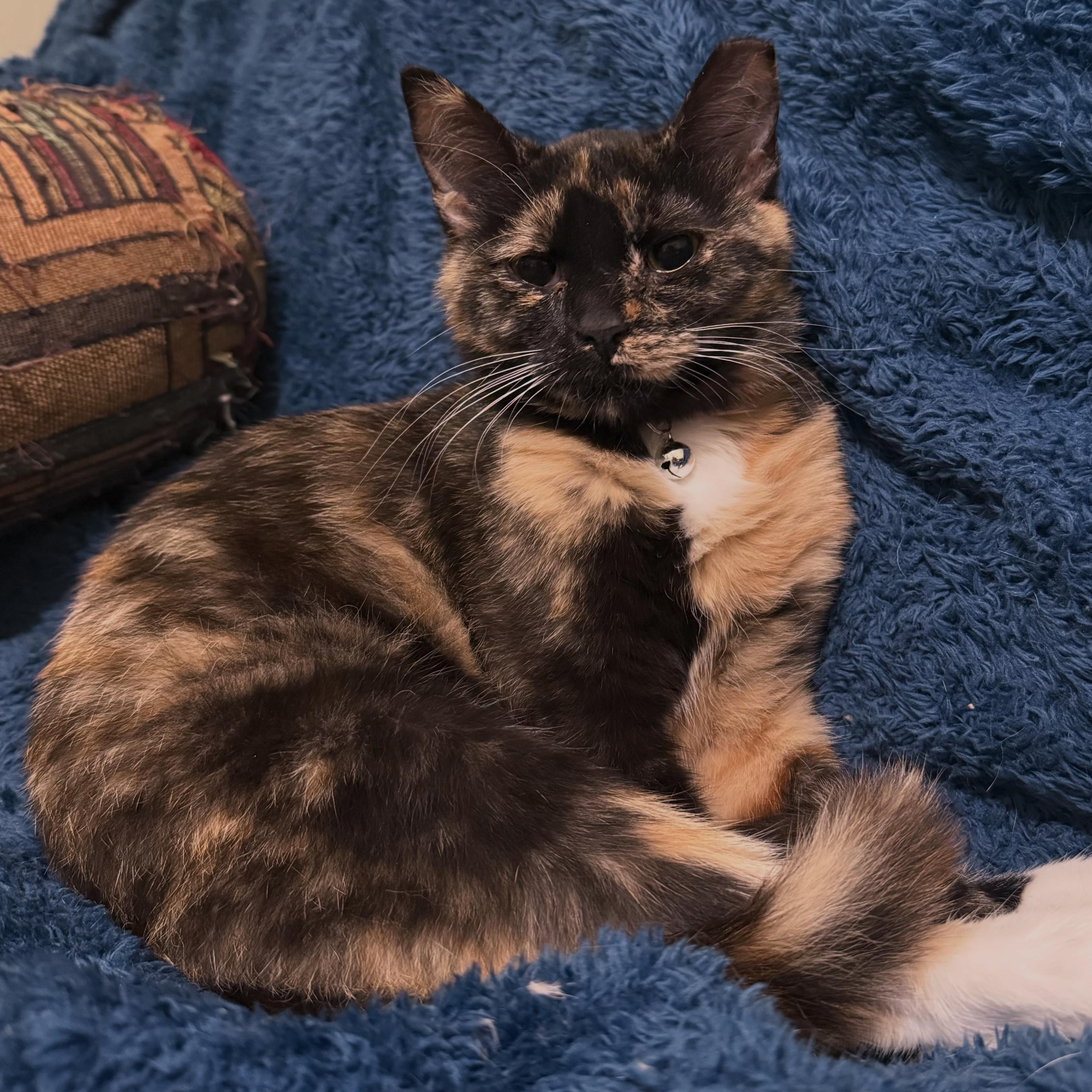 Saffra, adoptable, Kitten Female Domestic Short Hair.