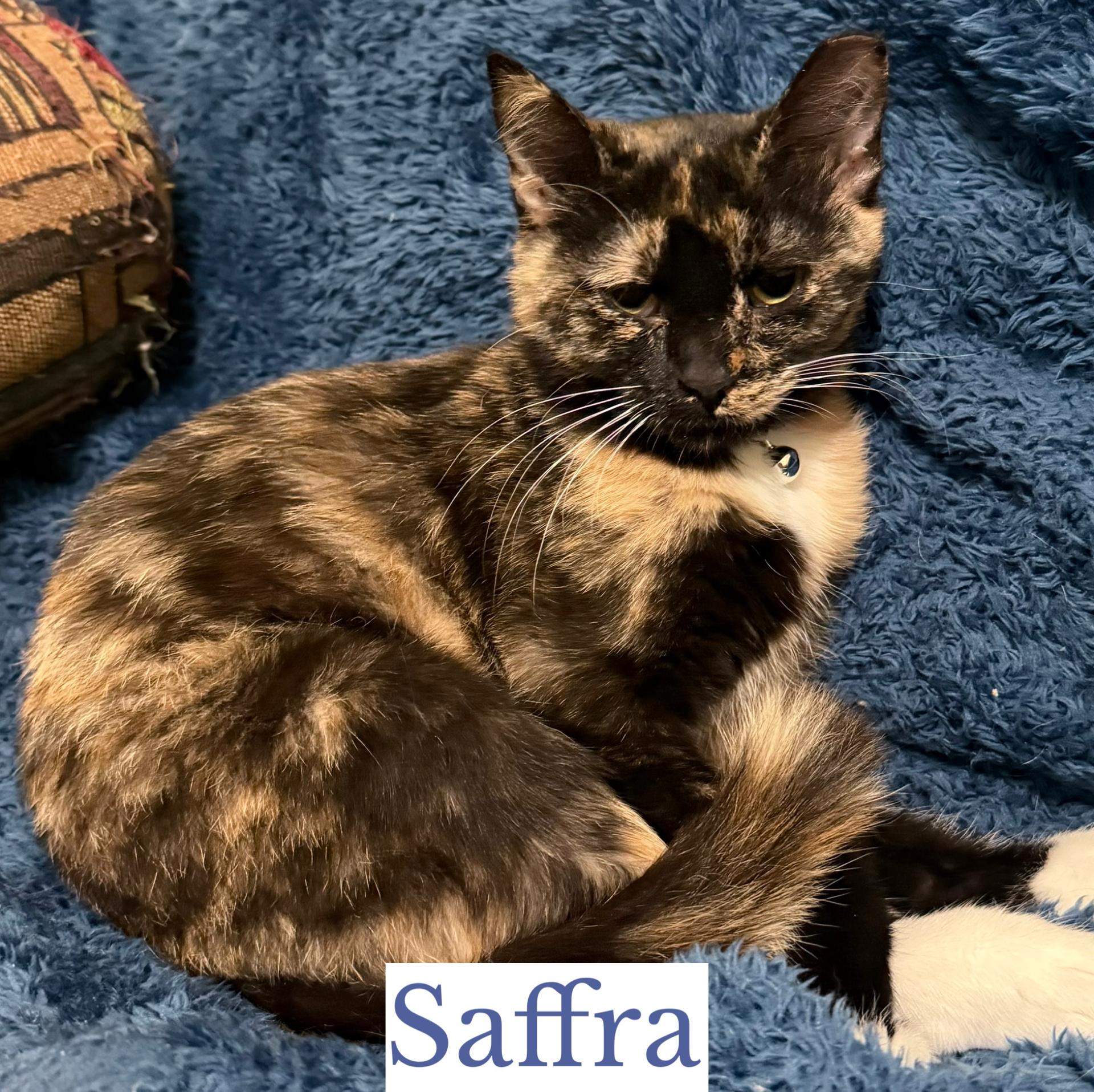 Enlarge Saffra, an adoptable Domestic Short Hair in Berkeley Springs, WV image 3/5