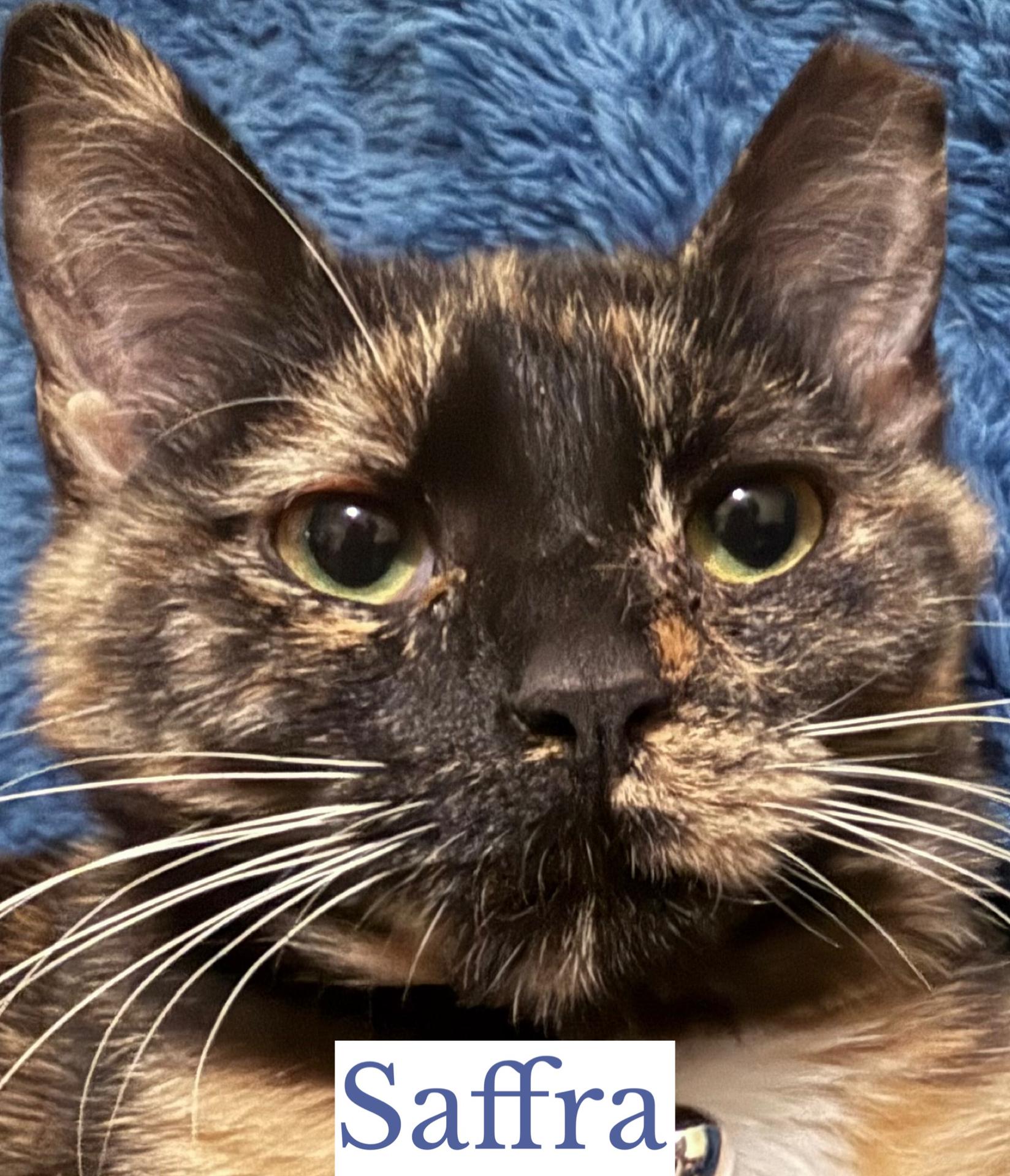 Enlarge Saffra, an adoptable Domestic Short Hair in Berkeley Springs, WV image 2/5