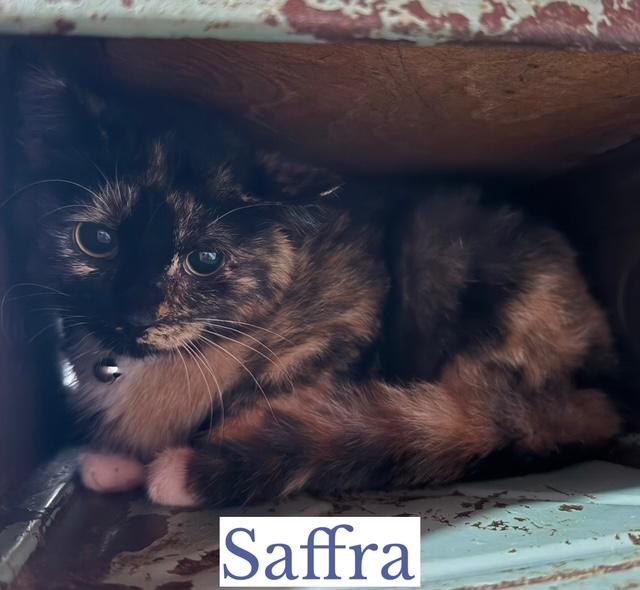 Enlarge Saffra, an adoptable Domestic Short Hair in Berkeley Springs, WV image 5/5