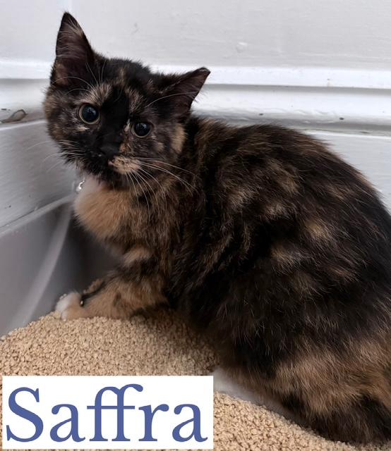 Enlarge Saffra, an adoptable Domestic Short Hair in Berkeley Springs, WV image 4/5