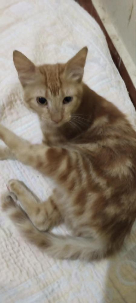 Enlarge Hamsa, a Adoptable mixed breed in WOLCOTT, CT image 1/6