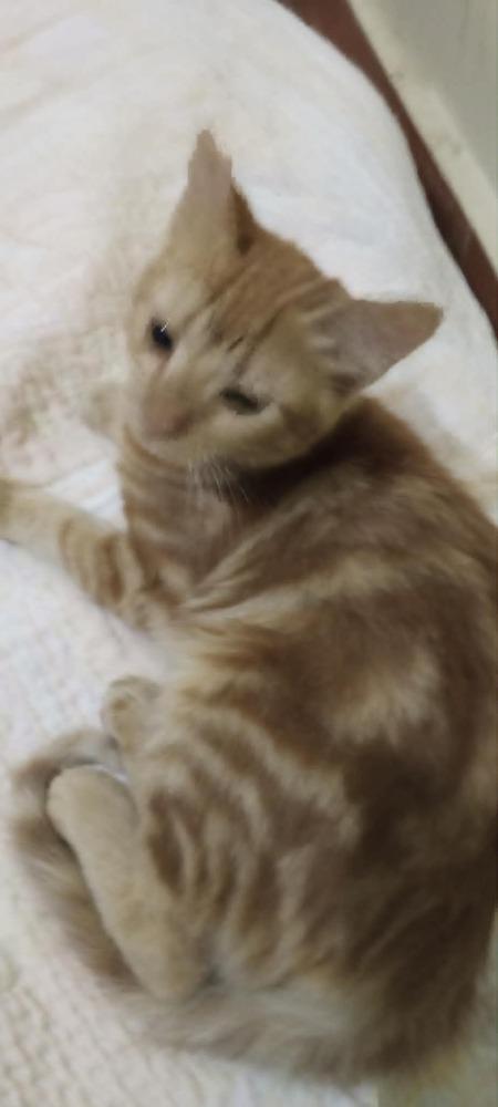 Enlarge Hamsa, a Adoptable mixed breed in WOLCOTT, CT image 2/6