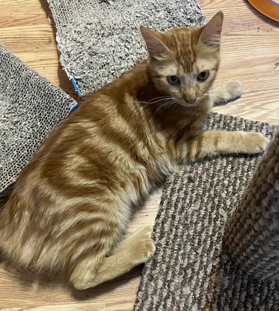 Hamsa, Adoptable, Young Male Egyptian Mau & Bengal.