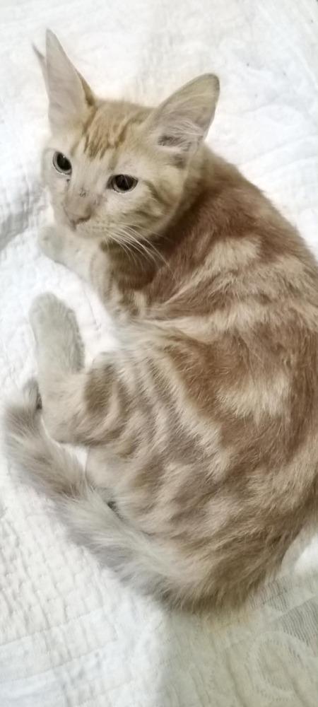 Enlarge Hamsa, a Adoptable mixed breed in WOLCOTT, CT image 3/6