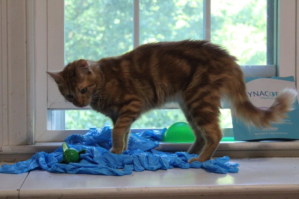 Enlarge Hamsa, a Adoptable mixed breed in WOLCOTT, CT image 2/6