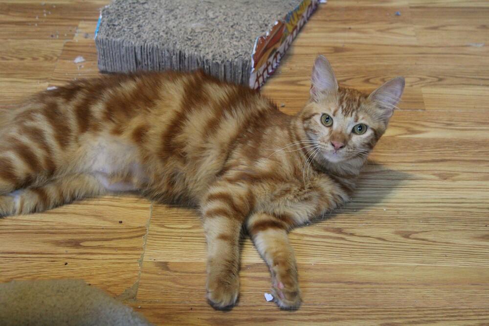 Enlarge Hamsa, a Adoptable mixed breed in WOLCOTT, CT image 3/6