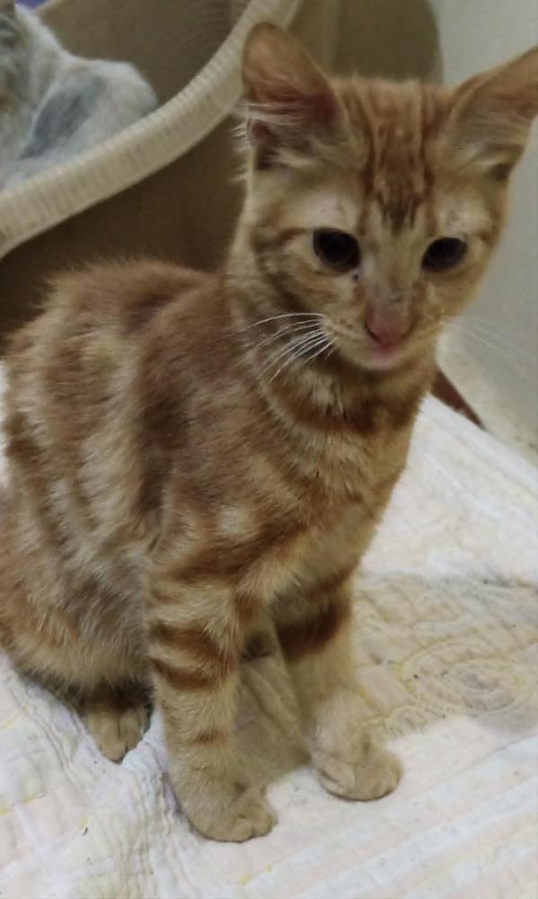 Enlarge Hamsa, a Adoptable mixed breed in WOLCOTT, CT image 4/6