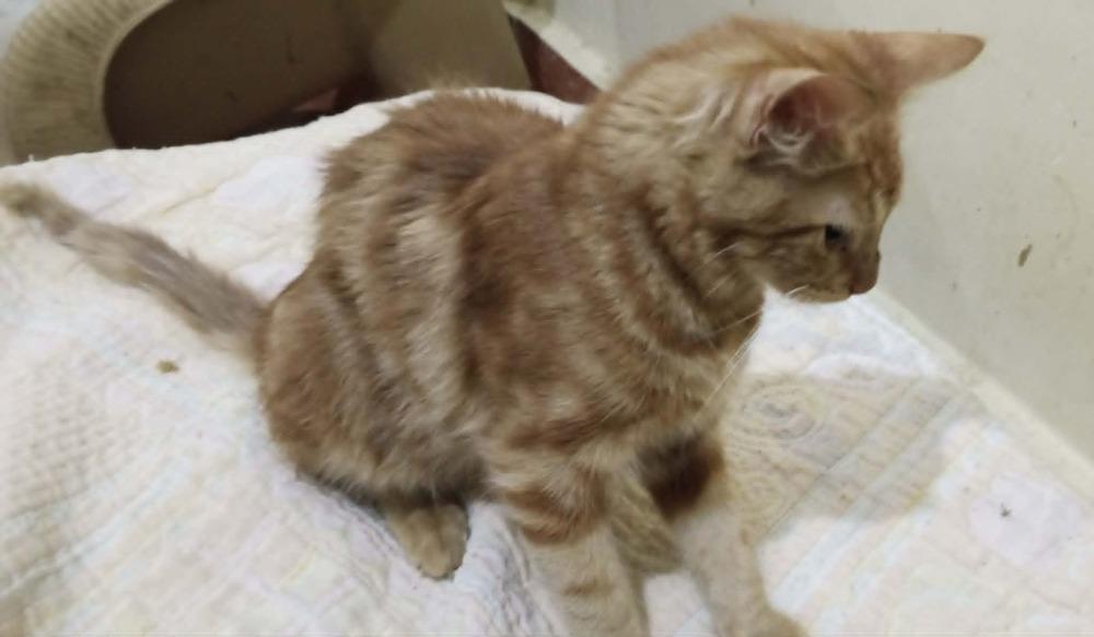 Enlarge Hamsa, a Adoptable mixed breed in WOLCOTT, CT image 5/6