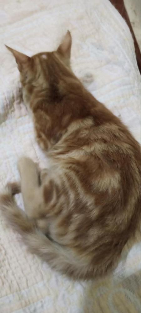 Enlarge Hamsa, a Adoptable mixed breed in WOLCOTT, CT image 6/6