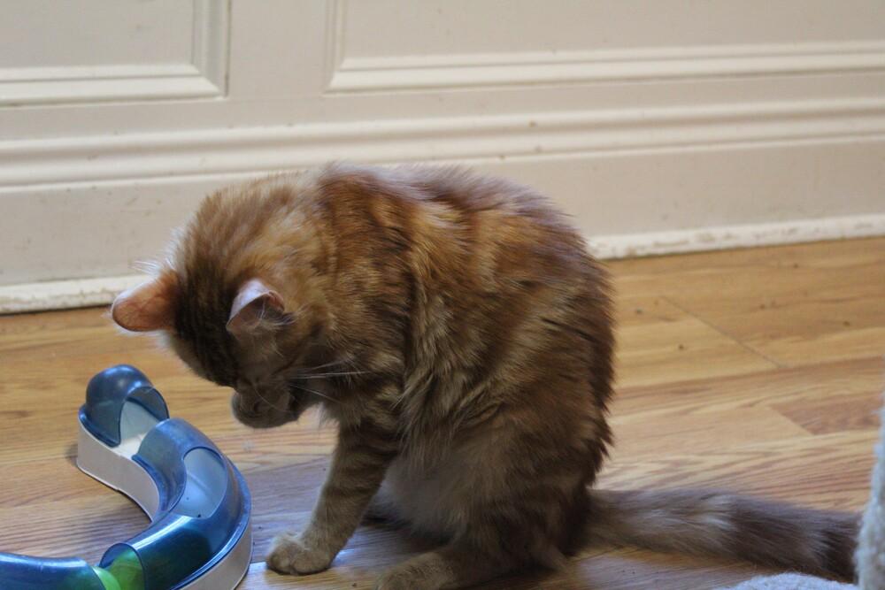 Enlarge Hamsa, a Adoptable mixed breed in WOLCOTT, CT image 5/6