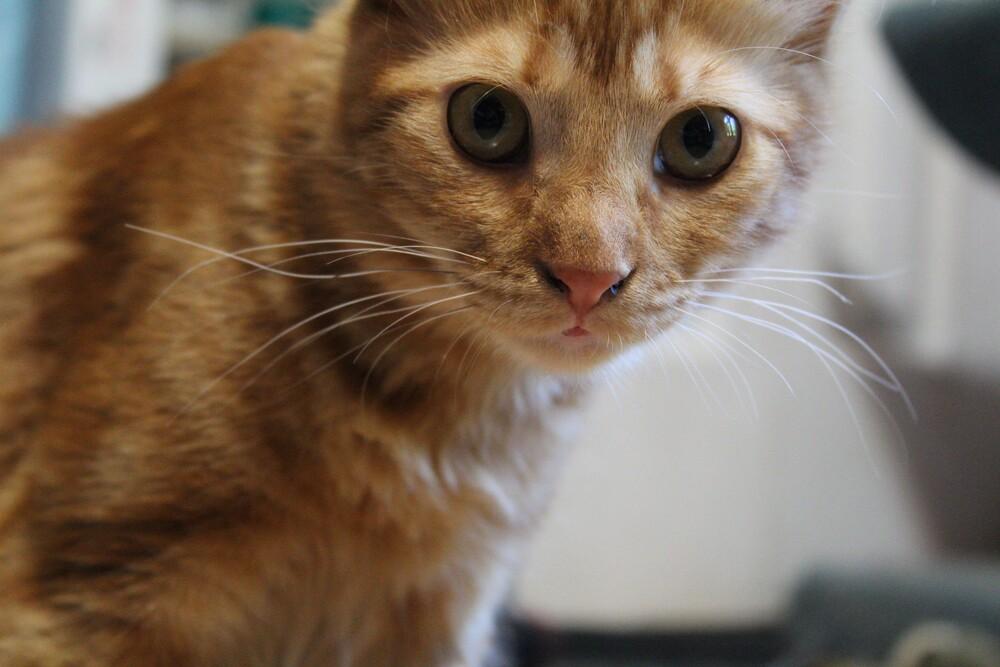 Enlarge Hamsa, a Adoptable mixed breed in WOLCOTT, CT image 6/6
