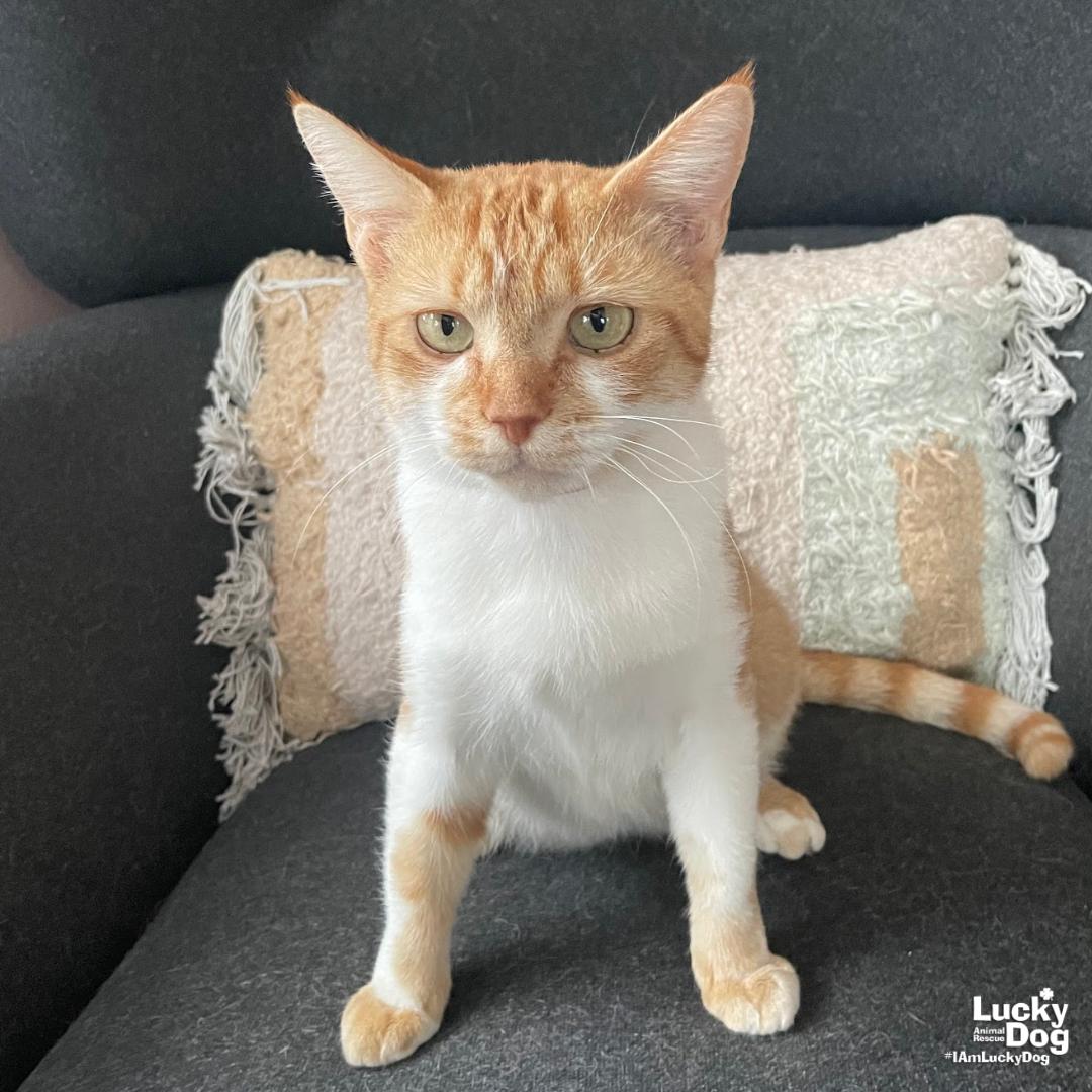 Enlarge Birdie, a Adoptable Domestic Short Hair in Washington, DC image 1/3