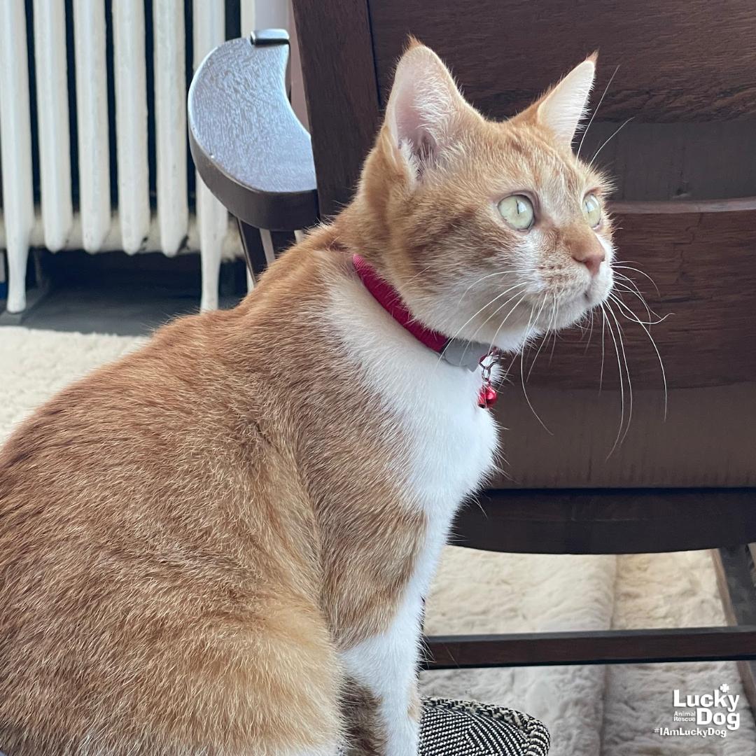 Enlarge Birdie, a Adoptable Domestic Short Hair in Washington, DC image 2/3