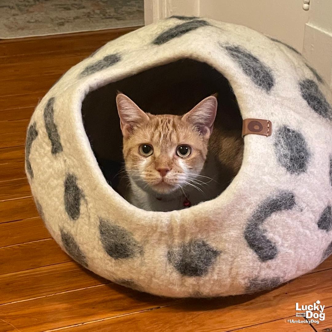 Enlarge Birdie, a Adoptable Domestic Short Hair in Washington, DC image 3/3