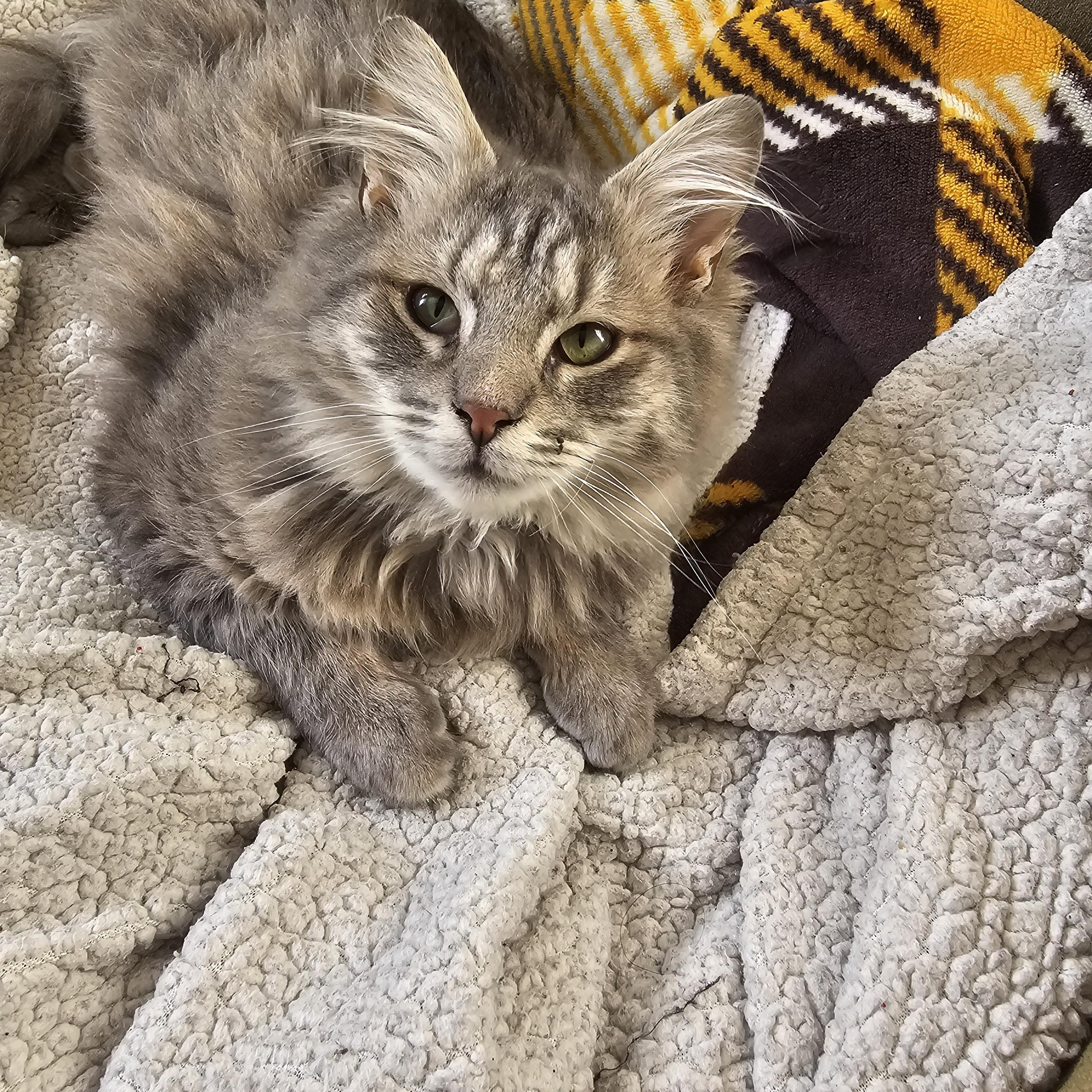 Alex, adopted, Kitten Male Tabby.