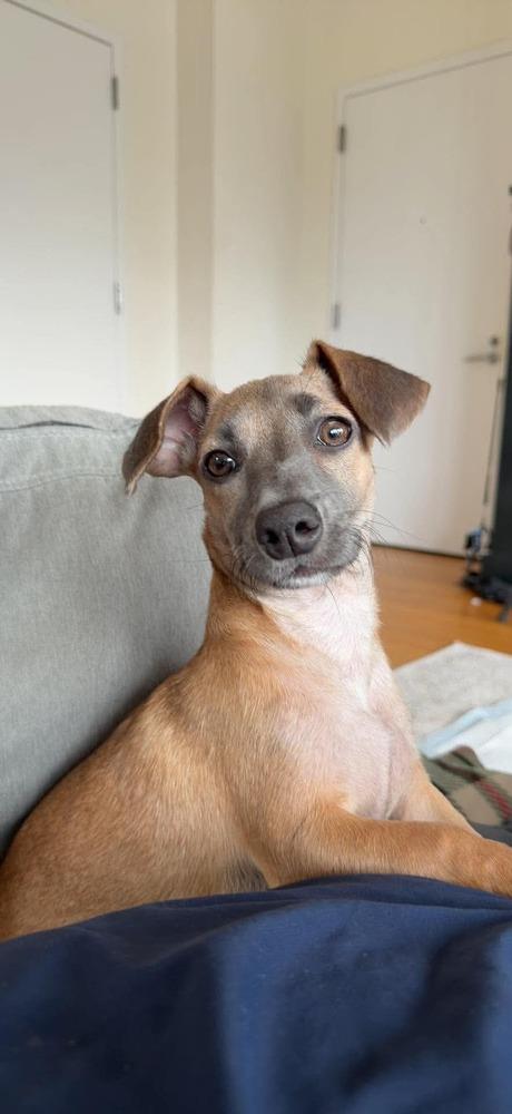 Keysi, Adoptable, Puppy Female Dachshund & Mixed Breed.