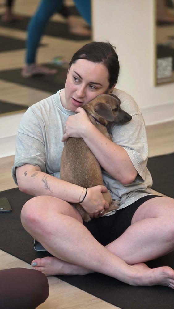 Keysi, a Adoptable mixed breed in Valley Stream, NY image 4/6