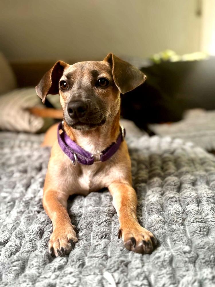 Keysi, a Adoptable mixed breed in Valley Stream, NY image 4/6